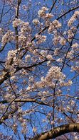 春。桜。